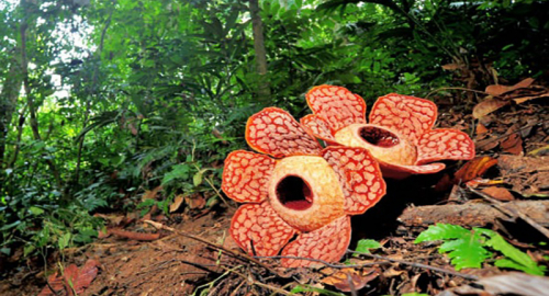 La Rafflesia arnoldii: Il Fiore più Grande del Mondo e il suo Odore Spaventoso